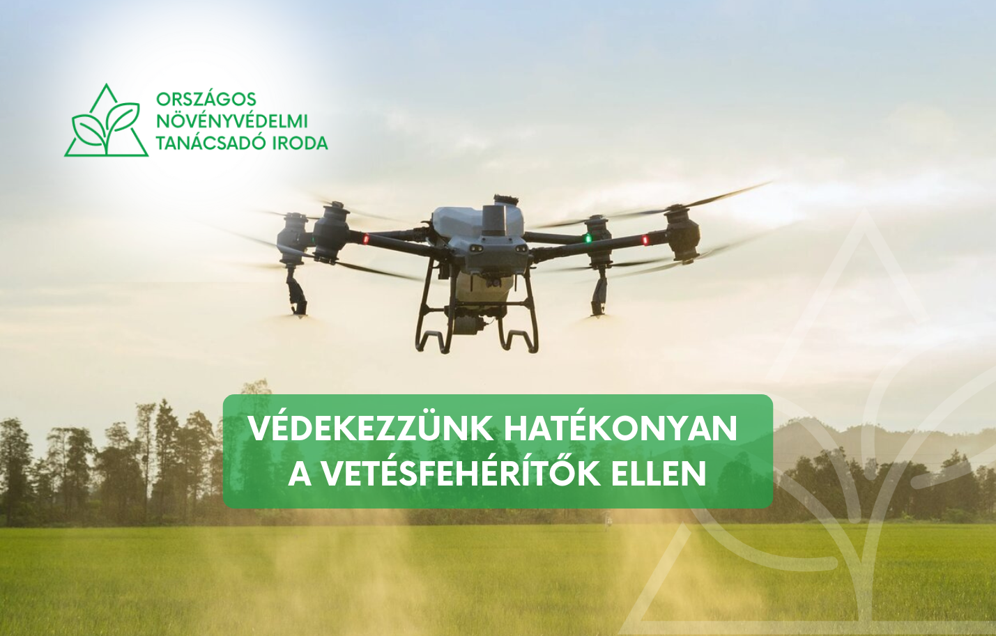 Vetésfehérítő bogarak elleni védekezés kalászosokban: miért lehet különösen jó megoldás a drónos kijuttatás?