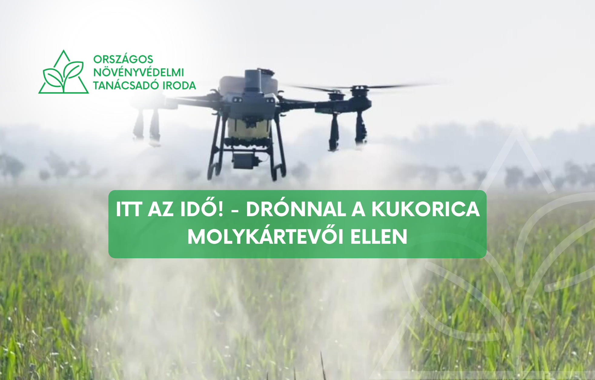 Molykártevők a kukoricában: most jöhet el a drónos védekezés ideje